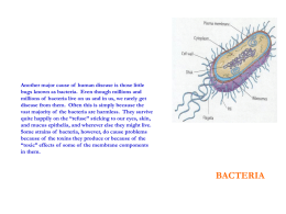 Bacteria - frozencrocus.com
