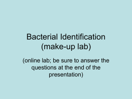 Bacterial Identification (make