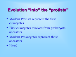 Protista - Evolution