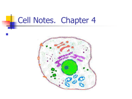 Cell Notes. Chapter 4
