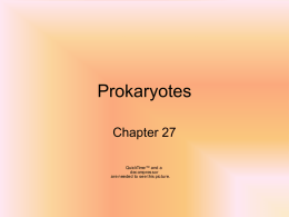 Prokaryotes - Falmouth Schools