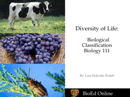 classification Bio 111 - holyoke