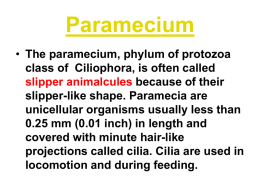 Type study Paramecium