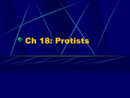 Ch 18 - protists