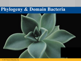 Lecture 6 - Phylogeny & Domain Bacteria