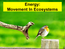 How Does Energy Move Through Ecosystems?