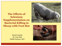 The Effect of Selenium Supplementation in Sheep with Foot