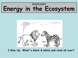 Chapter 5:Energy Flow in Ecosystems