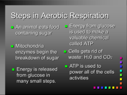 Steps in Aerobic Respiration