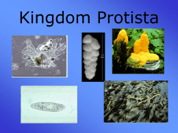 Kingdom Protozoa