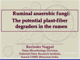 Ruminal anaerobic fungi: The potential plant
