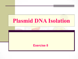 Plasmid DNA