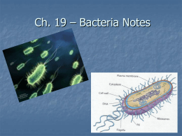 Ch. 19 – Bacteria Notes