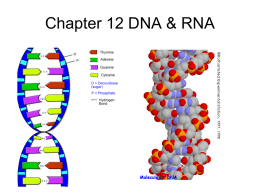 PP4 (Ch.12-25)DNA