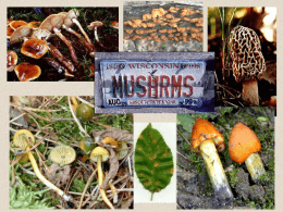 Fungi Notes