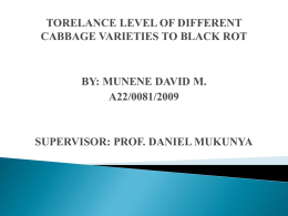 torelance level of different cabbage varieties to black rot