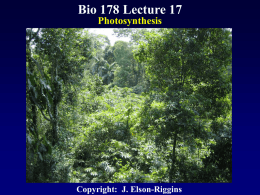 Biol 178 Lecture 17