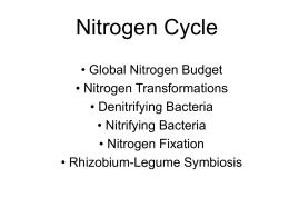Nitrogen Cycle - Penn State York