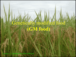GM food