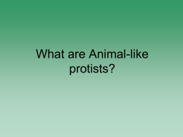 What can you say about Animal-like protists based on what you