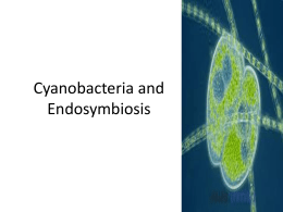 Endosymbiosis and Cyanobacteria