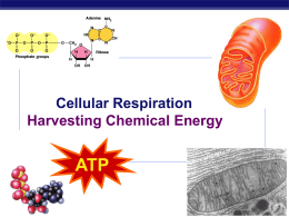 Cell Respiration ppt.