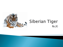 Siberian Tiger JG