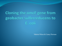 Cloning the omcF gene from geobacter