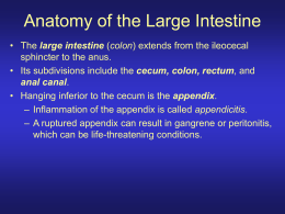 GI Tract Functions