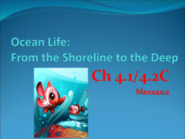 4.1 & 4.2C Ocean Life PPt