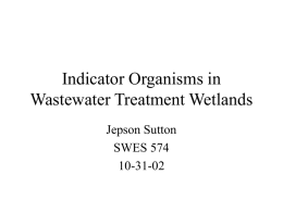 Indicator Organisms in Wastewater Treatment Wetlands