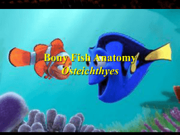 Chapter 7c Fish Anatomy PowerPoint