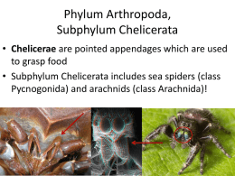 Phylum Arthropoda, Subphylum Chelicerata