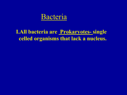 Bacteria PPT