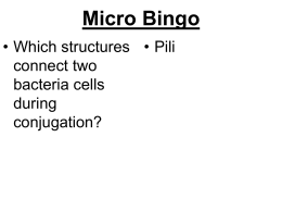 Micro Bingo