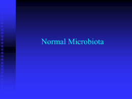 Normal Microbiota