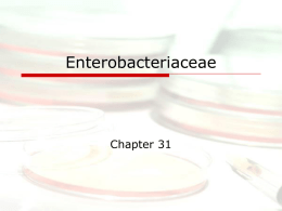 Enterobacteriaceae (Intro and E. coli)