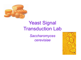 Yeast are… - mvhs