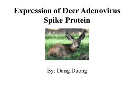 Exp DAV Spike protein