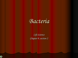 Bacteria - Mrs. Brenner`s Biology