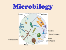 Prokaryotes and Metabolic Diversity