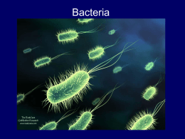 Bacterial spots and Blights The most common types of