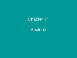 Chapter 11 Bacteria