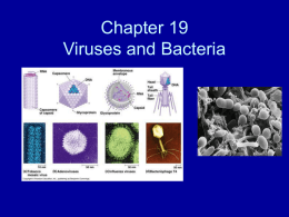 Bacteria / Virus ppt