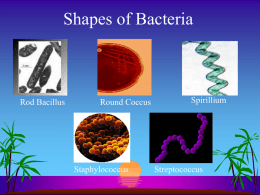 Shapes of Bacteria