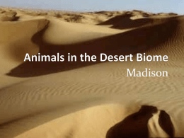 Animals in the Desert Biome