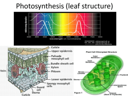 Photosynthesis (leaf structure and chloroplast structure)