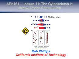 Lectures 12, 13 and 14 slides - Rob Phillips Group