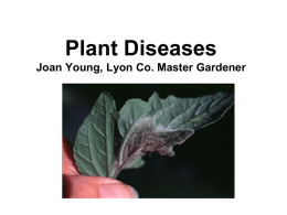 Plant Diseases - kcpe-kcse