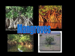 028-Mangroves